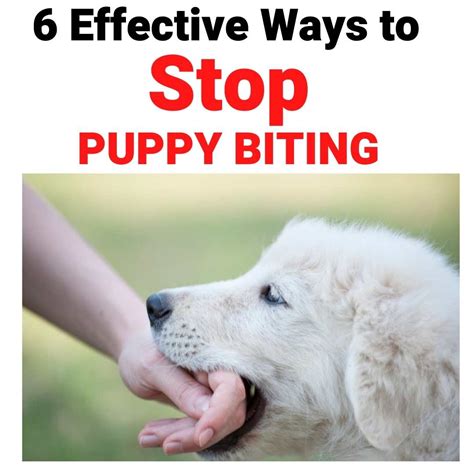 8 Simple And Effective Ways How To Get A Puppy To Stop ...
